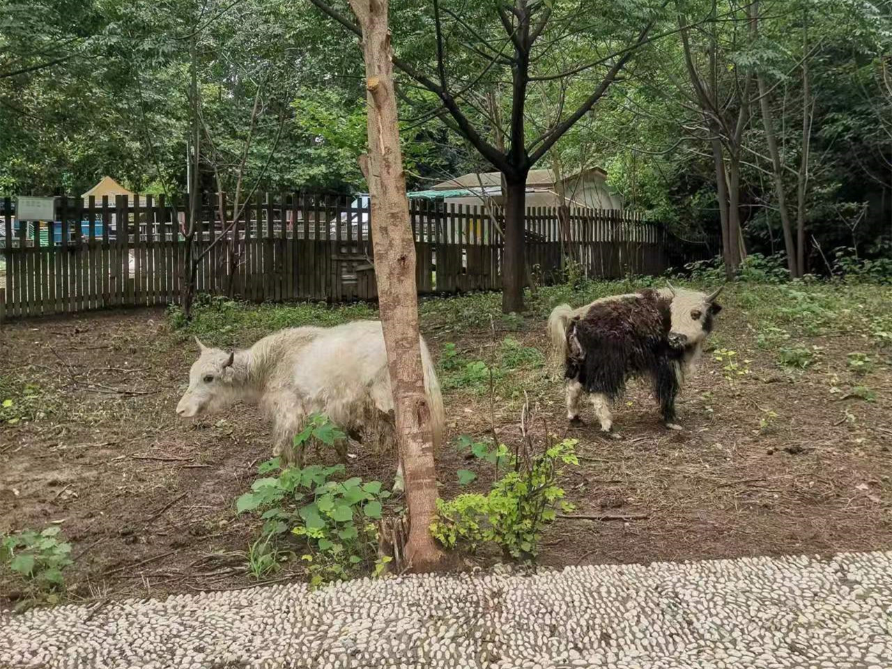 市龙湖公园动物园迎接"新成员"_淮南市住房和城乡建设局